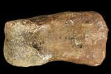 Struthiomimus Phalange (Toe Bone) - Montana #113162-4
